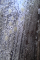 Rastrococcus asteliae