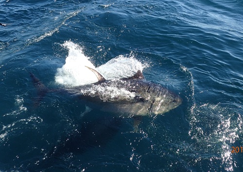 Atlantic Bluefin Tuna