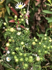 Symphyotrichum pilosum pilosum