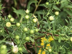 Symphyotrichum pilosum pilosum