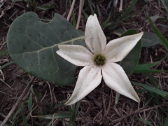 Jaborosa integrifolia