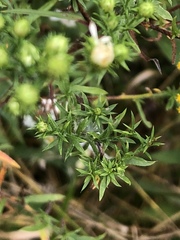 Symphyotrichum pilosum pilosum