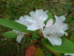 Rhododendron minus