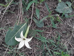 Jaborosa integrifolia