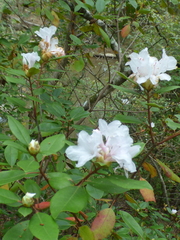 Rhododendron minus