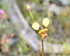 Diuris laxiflora