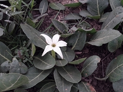 Jaborosa integrifolia