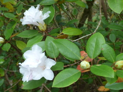 Rhododendron minus