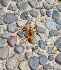 Sphictostethus gravesii