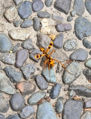 Sphictostethus gravesii