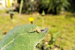 Misumenops
