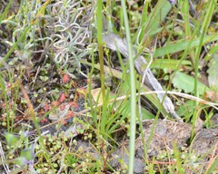 Diuris laxiflora