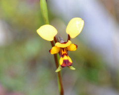 Diuris laxiflora