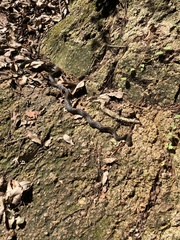 Elaphe quadrivirgata