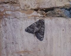 Noctuoidea