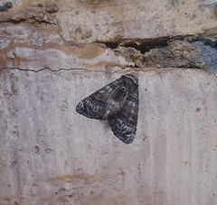 Noctuoidea