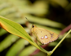 Scobura cephala