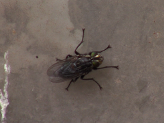 Sarconesia chlorogaster