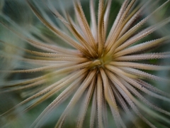 Tragopogon dubius