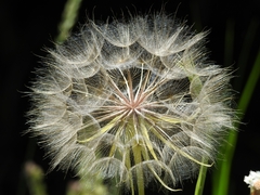 Tragopogon dubius