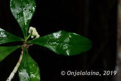 Euphorbia thouarsiana