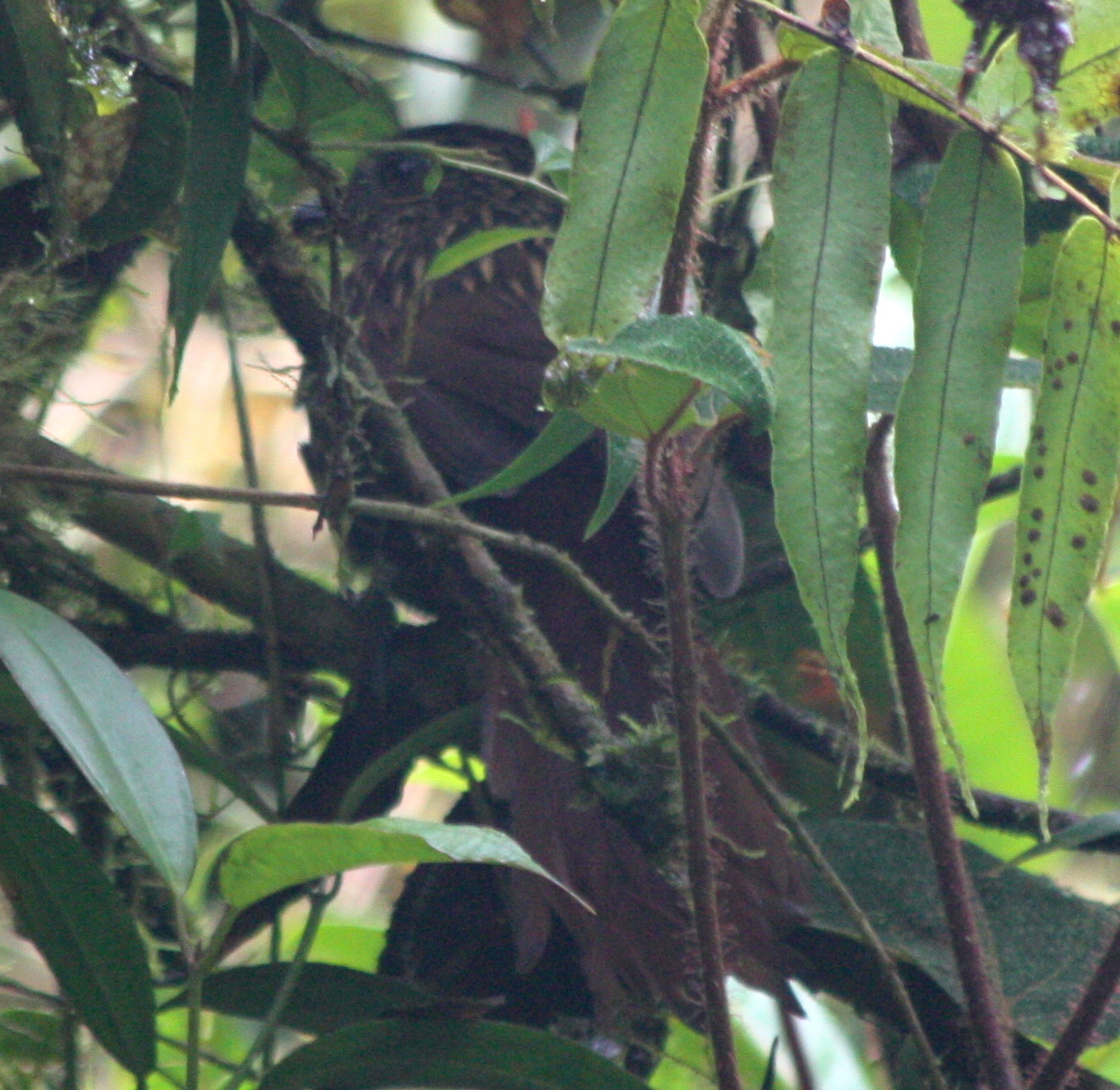 Flammulated Treehunter (Thripadectes flammulatus), photo 4