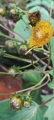 Gynura