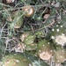 Cylindropuntia whipplei enodis - Photo (c) CK Kelly, some rights reserved (CC BY), uploaded by CK Kelly