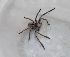 Polybetes pythagoricus