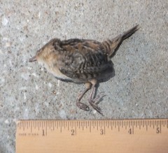 Cistothorus stellaris