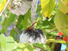 Polistes major