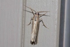 Rhynchopsota delogramma