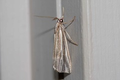 Rhynchopsota delogramma