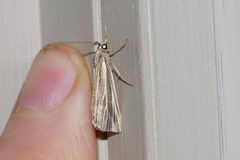 Rhynchopsota delogramma