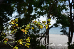 Graphorkis concolor var. alphabetica image