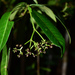 Psychotria lantzii - Photo (c) Guy Eric Onjalalaina, some rights reserved (CC BY-NC), uploaded by Guy Eric Onjalalaina