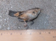 Cistothorus stellaris