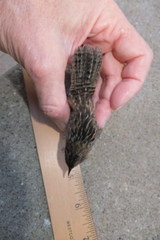 Cistothorus stellaris