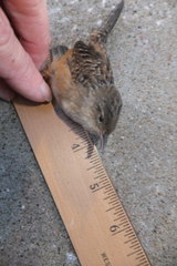 Cistothorus stellaris