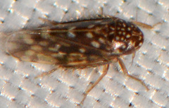 Xestocephalus superbus