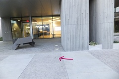 Cistothorus stellaris