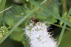 Megachile