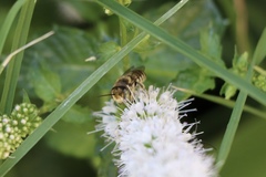 Megachile