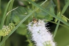 Megachile