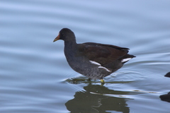 Gallinula galeata cachinnans