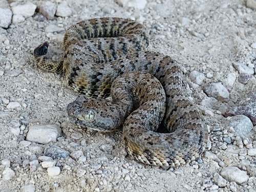 Panamint Rattlesnake