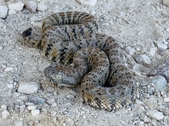 Panamint Rattlesnake photo 5