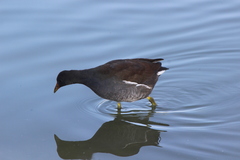 Gallinula galeata cachinnans