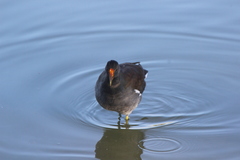 Gallinula galeata cachinnans