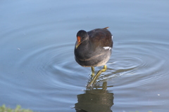 Gallinula galeata cachinnans